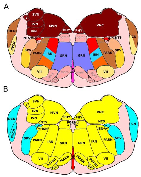 Location Of The Medullary Nuclei In The Rostral Adult Medulla Oblongata