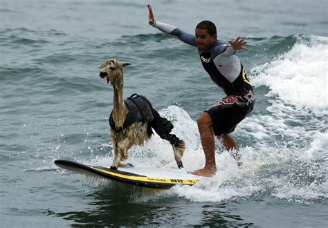 45 Most Funny Surfing Pictures And Photos
