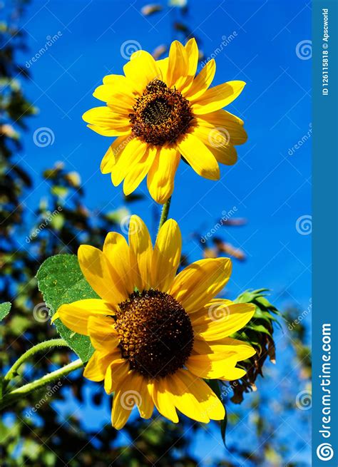 Sunflower Stock Photo Image Of Large Annual Blossom 126115818