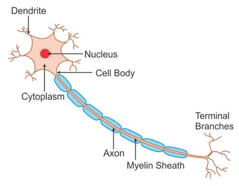 Neuron Diagram Labeled