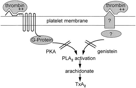 Thrombin Induced Thromboxane Synthesis By Human Platelets