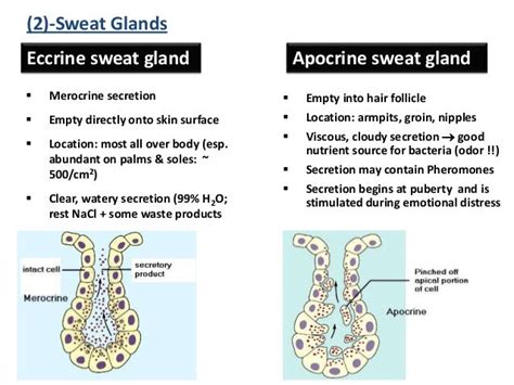 Basic Structure Of Sweat Glands The Eccrine Sweat Gland