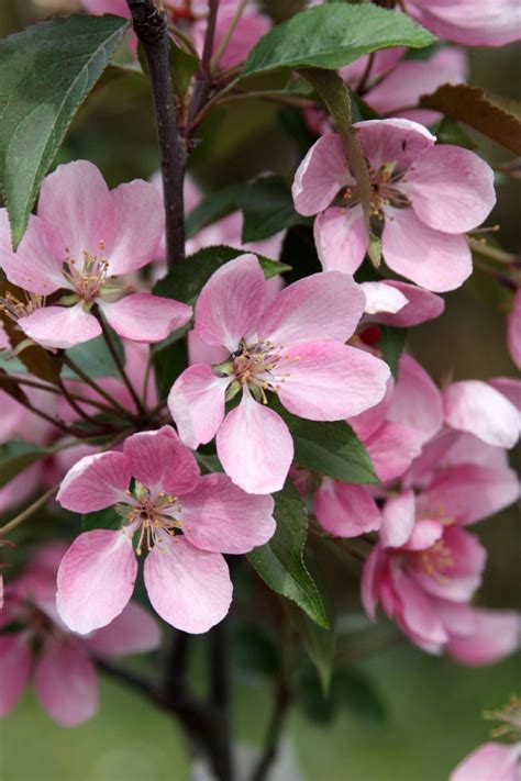 Zierapfel Makamik Malus Hybride Makamik Günstig Kaufen