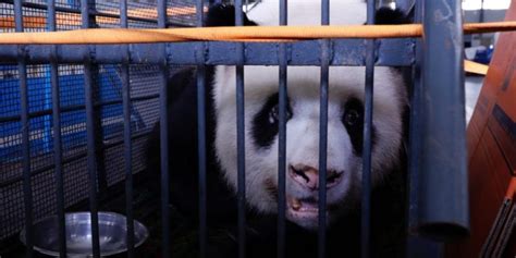 Chinese Zoo Sparks Outrage After Giant Pandas Nose Turns Pink Due To