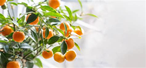 Growing Mandarin Oranges Indoors Planting Tree Plantingtree
