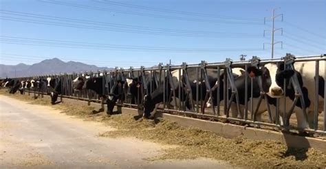Stotz Dairy In Arizona Arizona Milk Producers