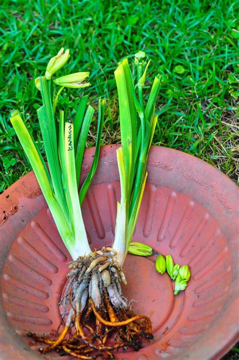 Photo Of The Roots Of Daylily Hemerocallis Lavishly Adorned Posted