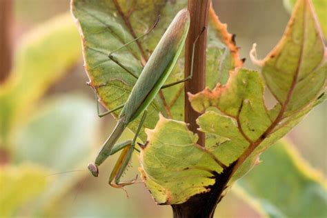How To Attract Praying Mantises To Your Garden And Why You Should