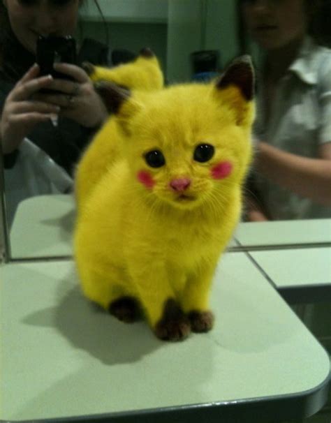 Kitty Cat Pikachu