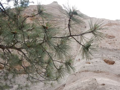 Pinus Ponderosa Var Scopulorum Rocky Mountain Ponderosa Flickr
