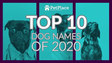 Top 10 Dog Names Of 2020 Youtube