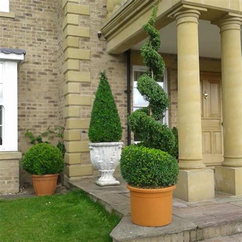 First Impressions Topiary Box Trees And Specimen Plants York Yorkshire