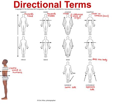 Introduction Anatomical Positions Directional Terms Flashcards Quizlet