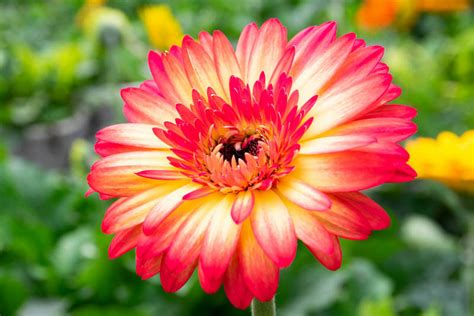 We did not find results for: Gerbera jamesonii (Gerbera Daisy)