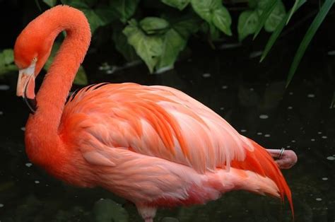 Flamingo Orange Animals Images Beautiful Birds Animals