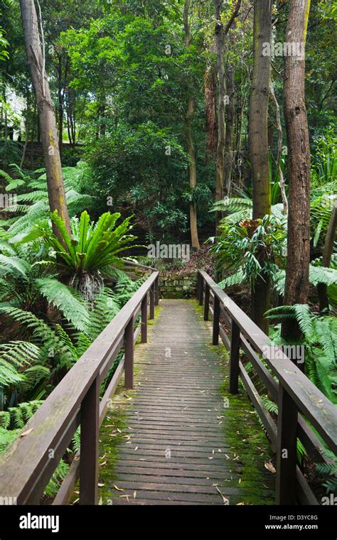 Rainforest Gully Area At The Australian National Botanic Gardens
