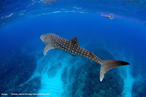 What Is A Whale Shark — Destination Wildlife