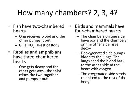 Vertebrates I Chapter ppt download
