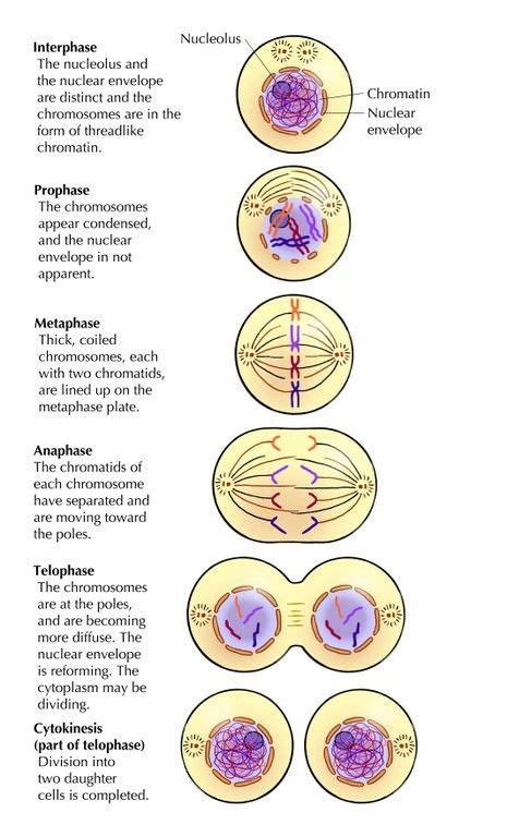 Mitosis is a process which takes place in multicellular organisms such as animals and plants for the reason why i had written pmat in this title is because pmat is a good way to remember the stages of. interphase-mitosis-cytokineis.jpg 465×768 pixels | Teaching biology, Biology classroom, A level ...