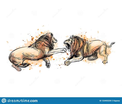 Two Fighting Lions From A Splash Of Watercolor Hand Drawn Sketch Stock