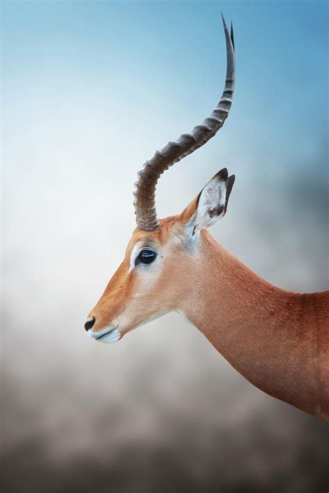 African Antelope Photograph By Antonio Busiello Fine Art America