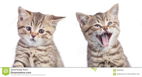 Two Funny Cats With Opposite Emotions One Happy And