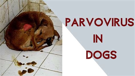What Are The Stages Of Parvo In Dogs