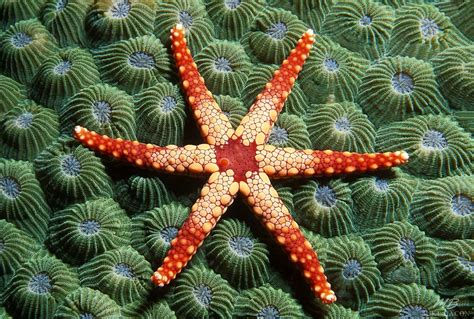 Starfish And Coral Mike Bacon Fine Art Photography