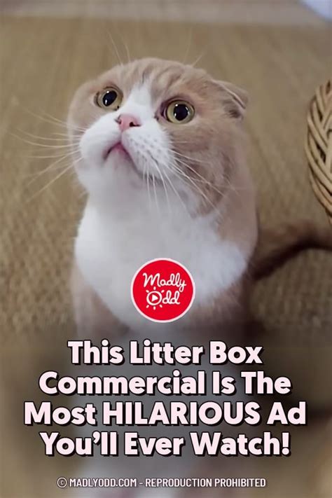 This Litter Box Commercial Is The Most Hilarious Ad Youll Ever Watch
