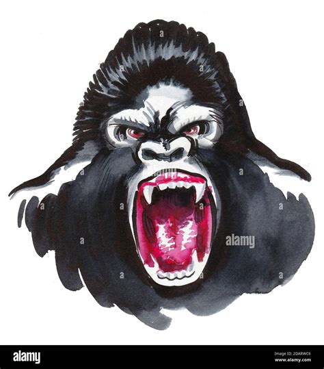 Angry Roaring Gorilla Face Ink And Watercolor Drawing Stock Photo Alamy