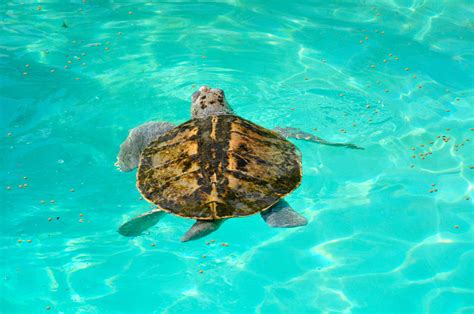 Sea Turtles In Florida Everything You Need To Know Aquaviews