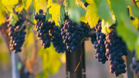 Pinot Noir Get To Know This Important Grape Somm Tv