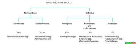 Microbiology Atlas Of Haemophilus And Other Fastidious Gram Negative