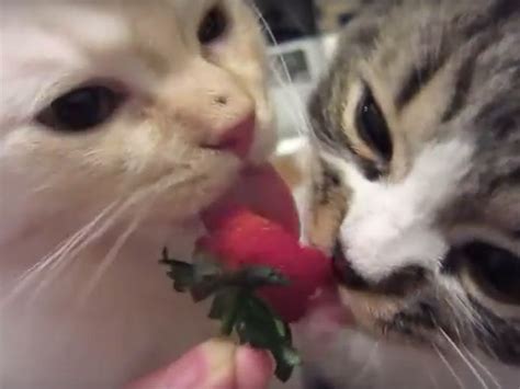 Grapes/raisins/currants (toxic to cats, according to the aspca). Cat Video: Kittens Eating Strawberry | Cute and Funny Cat ...