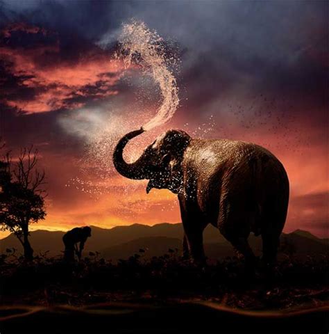 15 Beautiful And Majestic Photos Of Elephants Blog Of Francesco