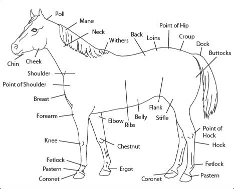 Start studying body parts diagram. Parts of the Horse - HORSES FOR HIRE