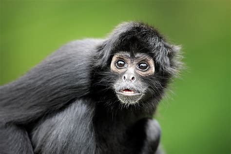 Black Headed Spider Monkey By Tier Und Naturfotografie J Und C Sohns