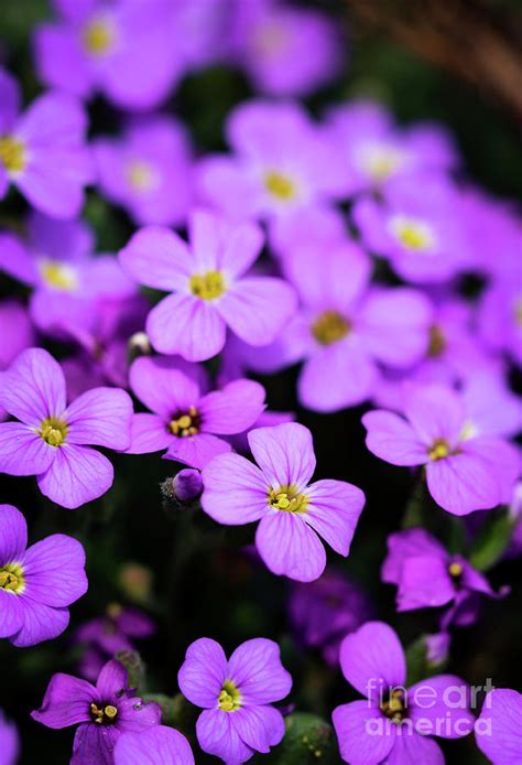 A Group Of Small Purple Flowers Photograph By Jozef Jankola Fine Art