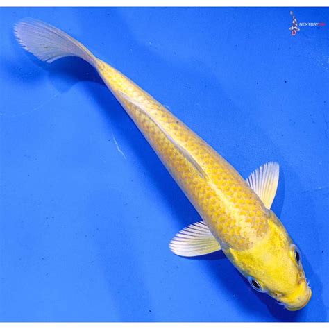 5” Imported Yamabuki Ogon Koi Fish For Sale