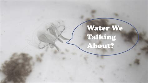Water We Talking About Jellyfish In Wisconsin Water Blogged Uw