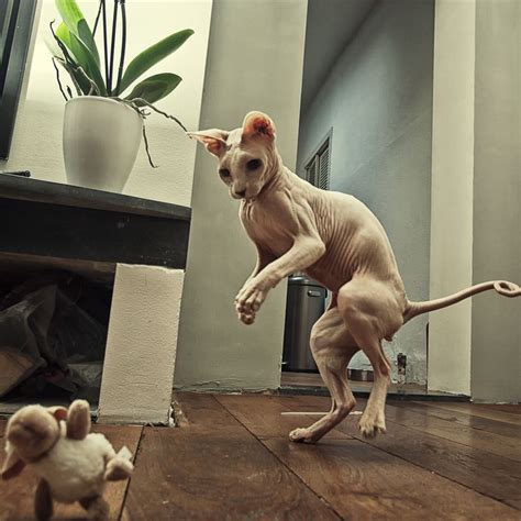 I Want A Hairless Cat So Bad Flying Fetch By Roderique Arisiaman