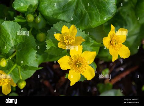 Marsh Marigold Caltha Palustris Yellow Flowers Against The Backdrop Of