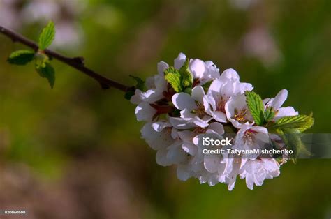 Prunus Tomentosa Foto Stok Unduh Gambar Sekarang Anyelir Bergerigi