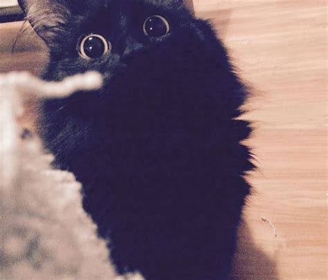 Meet Gimo The Cat With The Biggest Eyes Ever Cats Cute Cats Cats