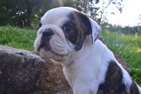 English Bulldog Puppies For Sale Willow Springs Mo 228786