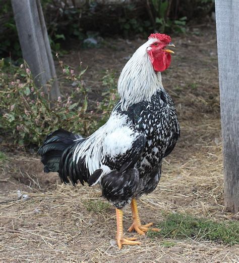 Roosters will have thicker legs and may develop spurs early in their development. Crowing Rooster Photograph by Lucinda VanVleck