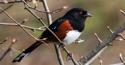 High Desert Bird Of The Month Spotted Towhee