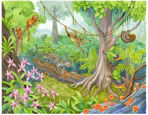 Montessori Materials Biome Charts Tropical Rainforest Biome