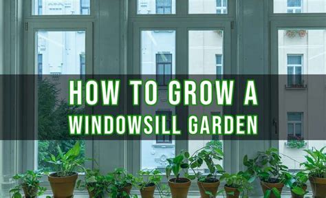 How To Grow A Windowsill Garden Indoor Gardening