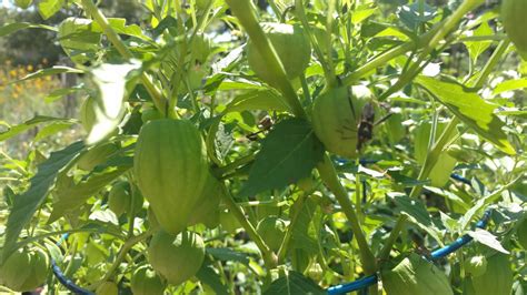 Sacramento Digs Gardening Got Tomatoes Look Out For These Invaders